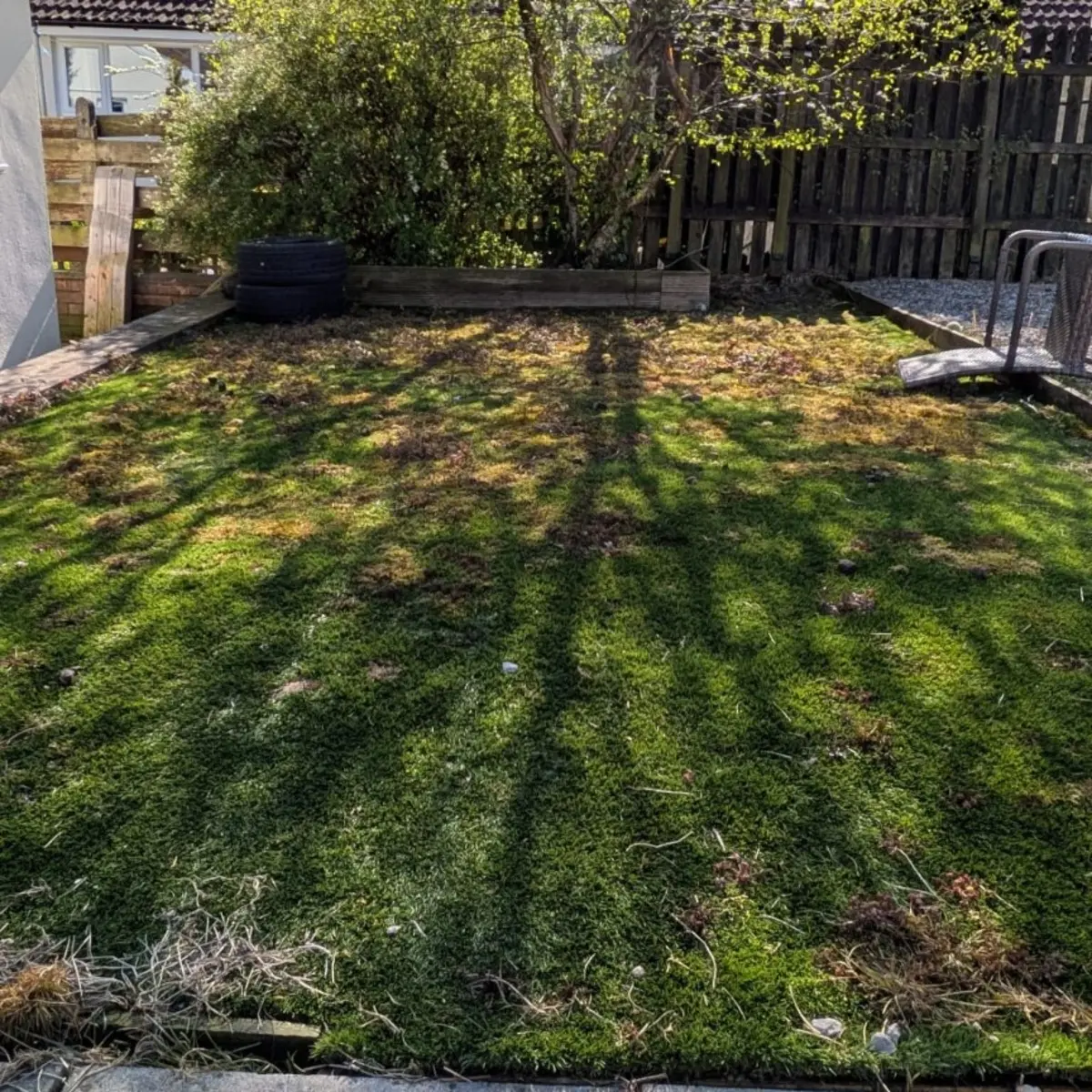 Neglected moss-covered lawn before garden clearance