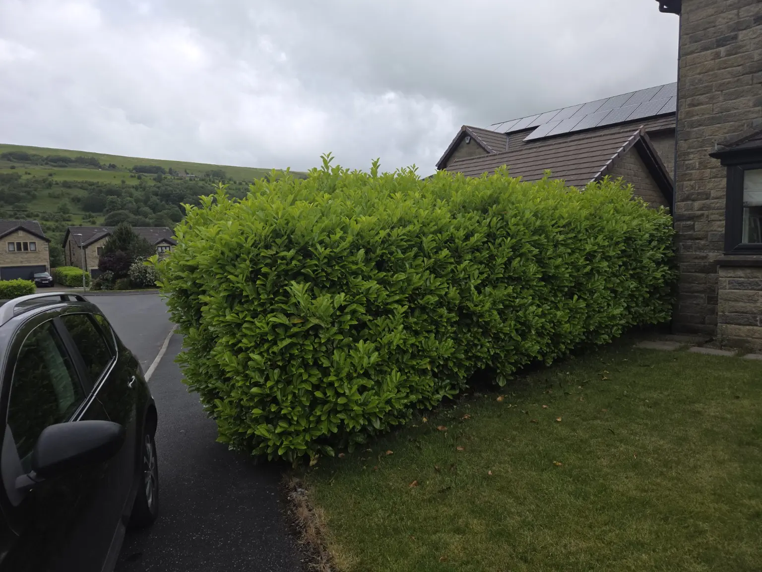Overgrown boundary hedge before trimming
