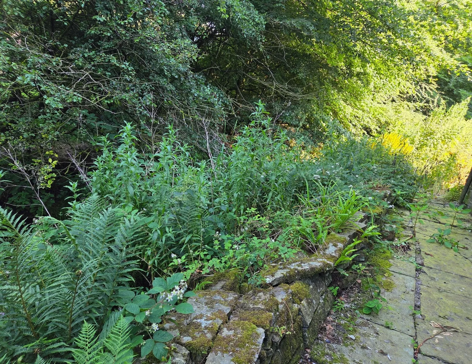 Overgrown riverside access in Whitworth before clearance