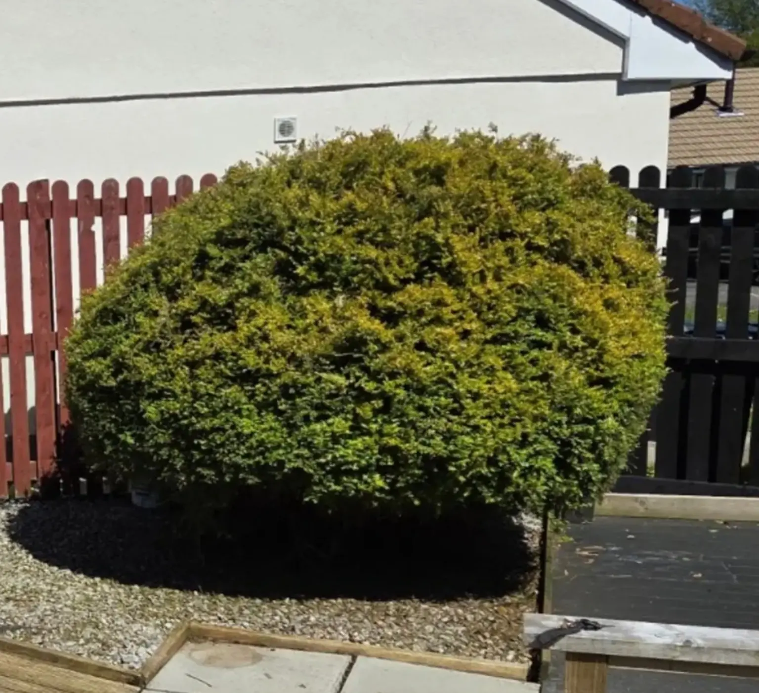 Large garden shrub after professional reduction and reshaping