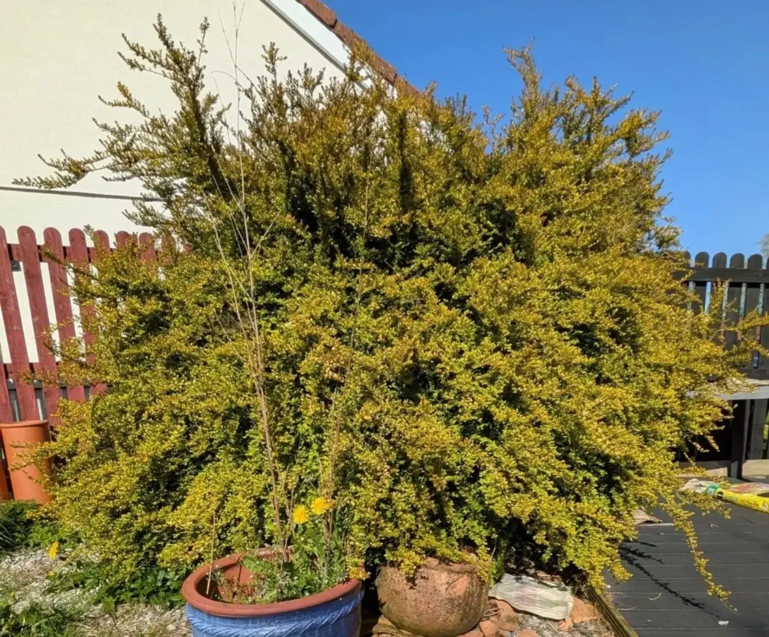 Large overgrown garden shrub before reduction and reshaping